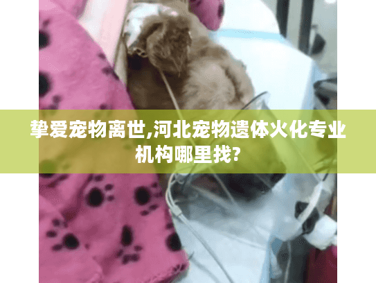 挚爱宠物离世,河北宠物遗体火化专业机构哪里找?