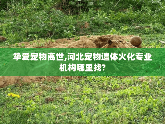 挚爱宠物离世,河北宠物遗体火化专业机构哪里找?