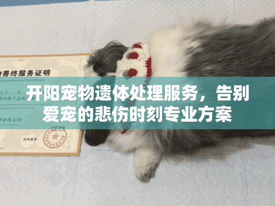 开阳宠物遗体处理服务，告别爱宠的悲伤时刻专业方案