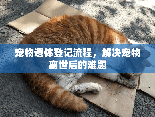 宠物遗体登记流程，解决宠物离世后的难题