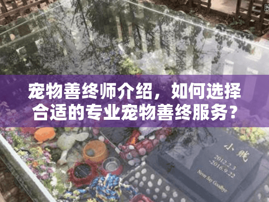 宠物善终师介绍，如何选择合适的专业宠物善终服务？