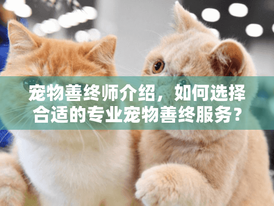 宠物善终师介绍，如何选择合适的专业宠物善终服务？