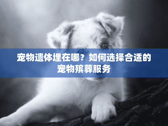 宠物遗体埋在哪？如何选择合适的宠物殡葬服务