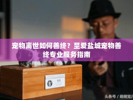 宠物离世如何善终？至爱盐城宠物善终专业服务指南