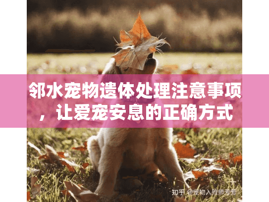 邻水宠物遗体处理注意事项，让爱宠安息的正确方式