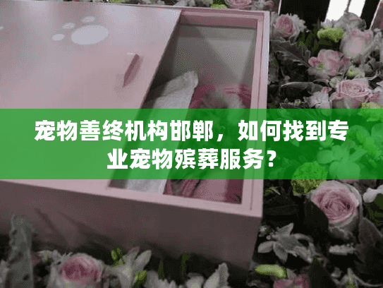 宠物善终机构邯郸，如何找到专业宠物殡葬服务？