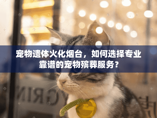 宠物遗体火化烟台，如何选择专业靠谱的宠物殡葬服务？