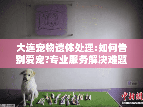 大连宠物遗体处理:如何告别爱宠?专业服务解决难题