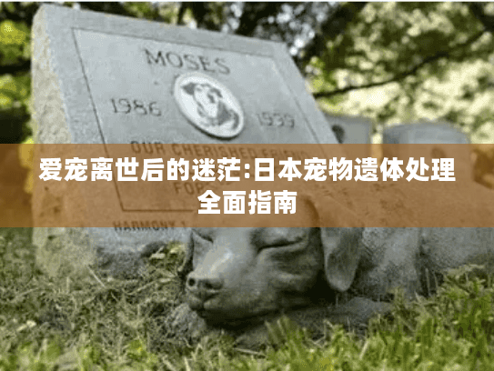 爱宠离世后的迷茫:日本宠物遗体处理全面指南