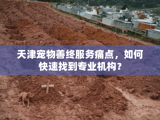天津宠物善终服务痛点，如何快速找到专业机构？