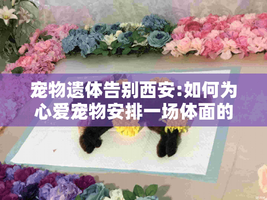 宠物遗体告别西安:如何为心爱宠物安排一场体面的告别仪式?
