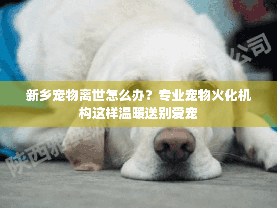 新乡宠物离世怎么办？专业宠物火化机构这样温暖送别爱宠