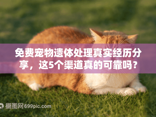 免费宠物遗体处理真实经历分享，这5个渠道真的可靠吗？