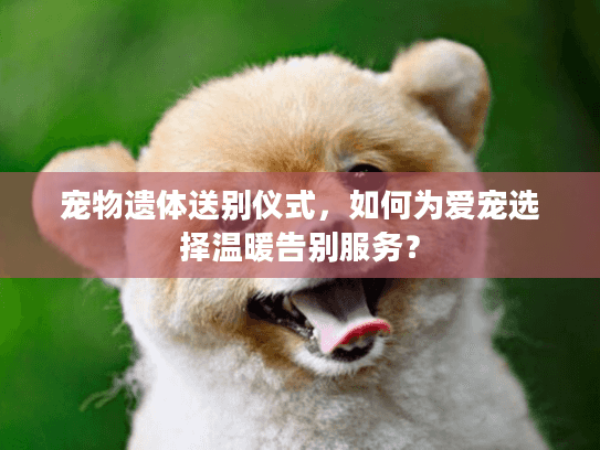 宠物遗体送别仪式，如何为爱宠选择温暖告别服务？