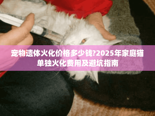 宠物遗体火化价格多少钱?2025年家庭猫单独火化费用及避坑指南
