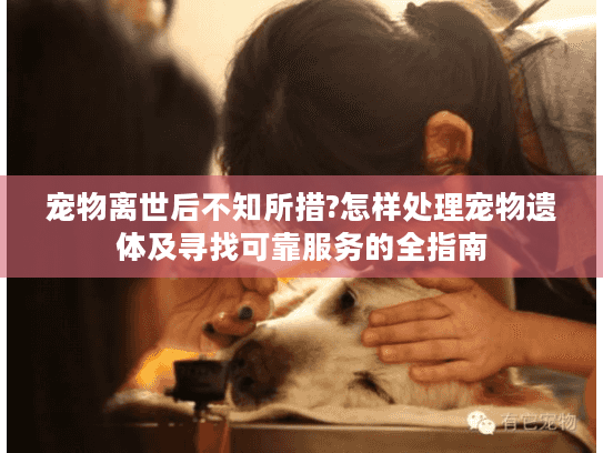 宠物离世后不知所措?怎样处理宠物遗体及寻找可靠服务的全指南