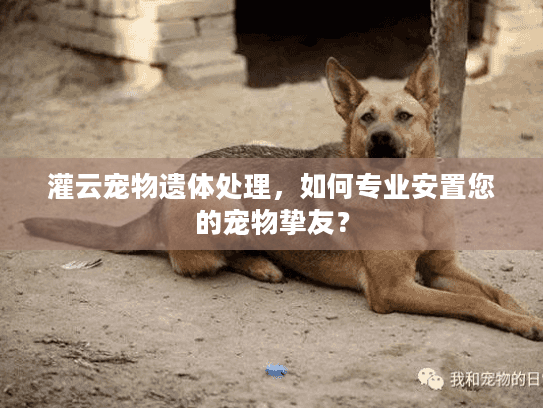 灌云宠物遗体处理，如何专业安置您的宠物挚友？