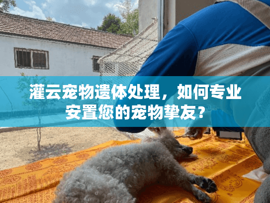 灌云宠物遗体处理，如何专业安置您的宠物挚友？