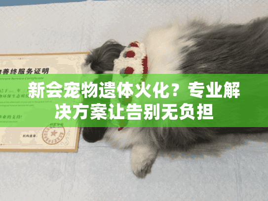 新会宠物遗体火化？专业解决方案让告别无负担