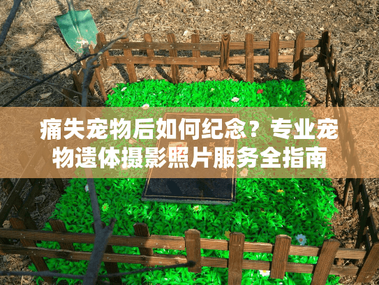 痛失宠物后如何纪念？专业宠物遗体摄影照片服务全指南