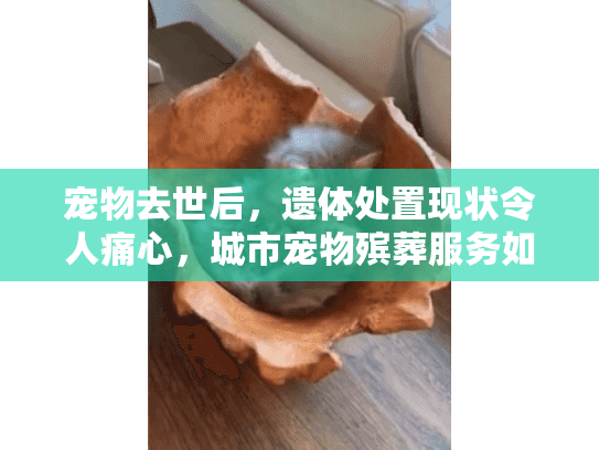 宠物去世后，遗体处置现状令人痛心，城市宠物殡葬服务如何选择？
