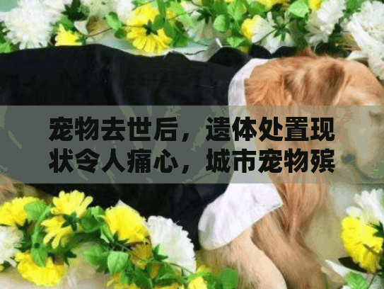 宠物去世后，遗体处置现状令人痛心，城市宠物殡葬服务如何选择？
