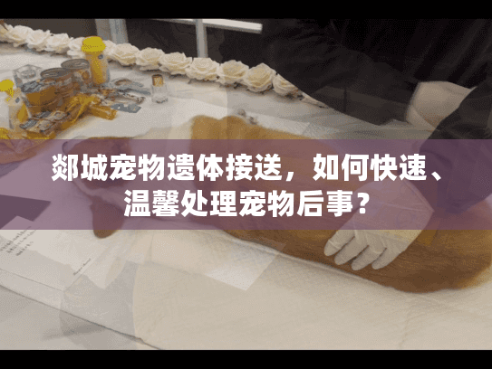 郯城宠物遗体接送,如何快速、温馨处理宠物后事? 郯城宠物遗体接送,如何快速、温馨处理宠物后事?
