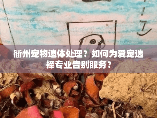衢州宠物遗体处理？如何为爱宠选择专业告别服务？