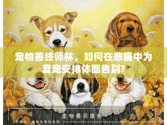 宠物善终师林，如何在悲痛中为爱宠安排体面告别?