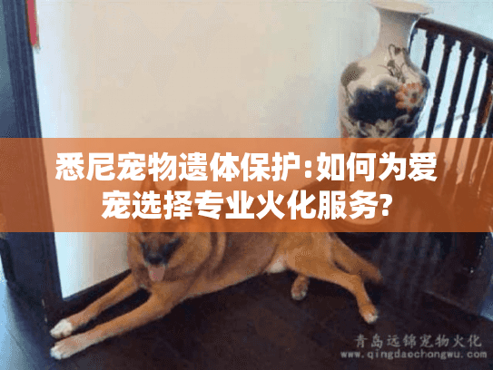 悉尼宠物遗体保护:如何为爱宠选择专业火化服务?