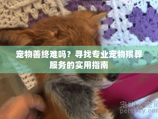宠物善终难吗？寻找专业宠物殡葬服务的实用指南