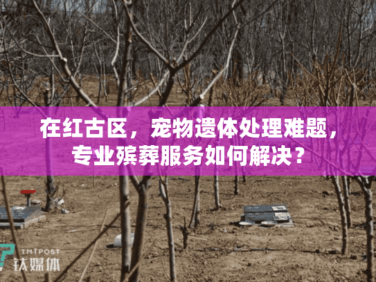 在红古区，宠物遗体处理难题，专业殡葬服务如何解决？