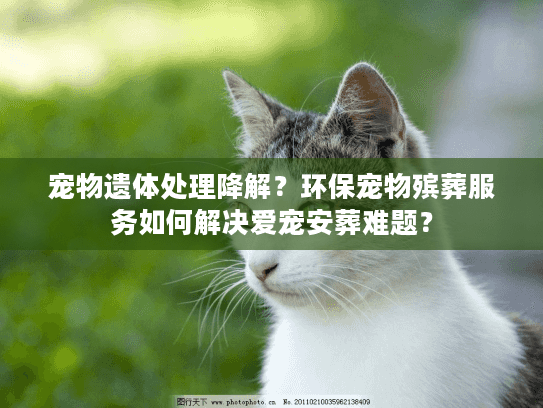 宠物遗体处理降解？环保宠物殡葬服务如何解决爱宠安葬难题？