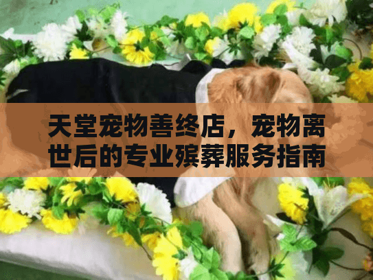 天堂宠物善终店，宠物离世后的专业殡葬服务指南