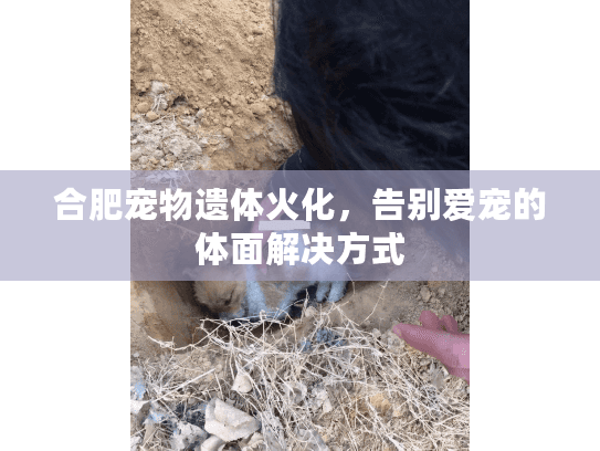 合肥宠物遗体火化，告别爱宠的体面解决方式