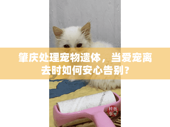 肇庆处理宠物遗体，当爱宠离去时如何安心告别？