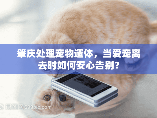 肇庆处理宠物遗体，当爱宠离去时如何安心告别？