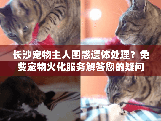 长沙宠物主人困惑遗体处理？免费宠物火化服务解答您的疑问
