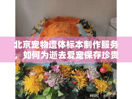 北京宠物遗体标本制作服务，如何为逝去爱宠保存珍贵记忆?