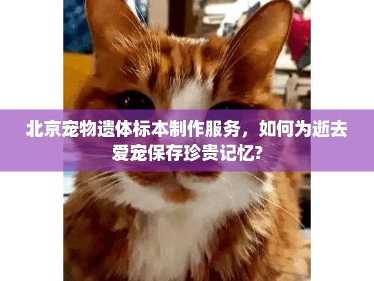 北京宠物遗体标本制作服务，如何为逝去爱宠保存珍贵记忆?