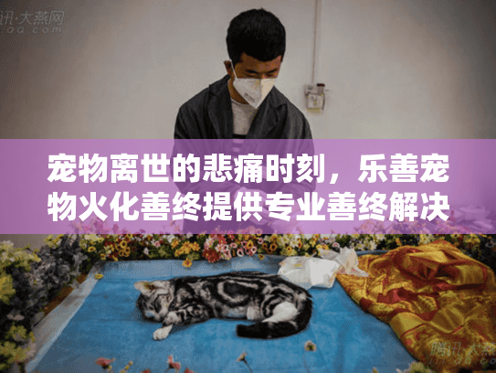 宠物离世的悲痛时刻，乐善宠物火化善终提供专业善终解决方案