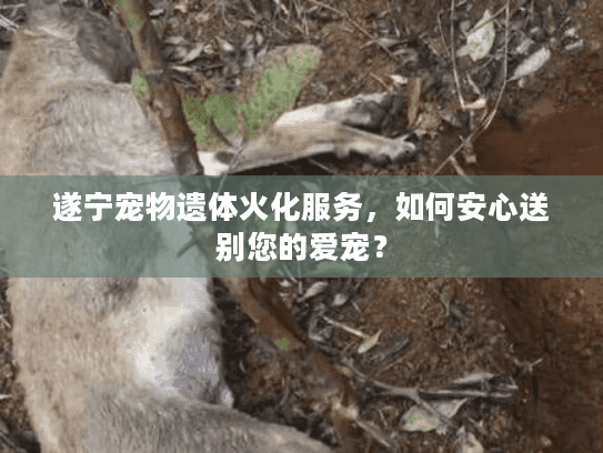 遂宁宠物遗体火化服务，如何安心送别您的爱宠？
