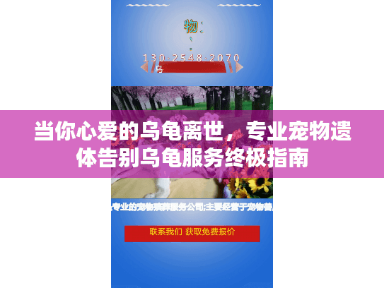 当你心爱的乌龟离世，专业宠物遗体告别乌龟服务终极指南