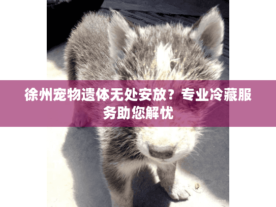 徐州宠物遗体无处安放？专业冷藏服务助您解忧