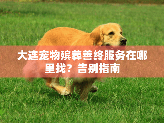 大连宠物殡葬善终服务在哪里找？告别指南