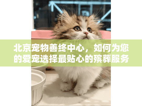 北京宠物善终中心，如何为您的爱宠选择最贴心的殡葬服务？