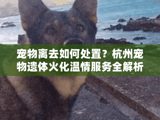 宠物离去如何处置？杭州宠物遗体火化温情服务全解析