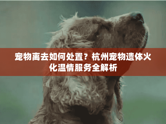 宠物离去如何处置？杭州宠物遗体火化温情服务全解析
