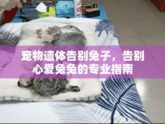 宠物遗体告别兔子，告别心爱兔兔的专业指南