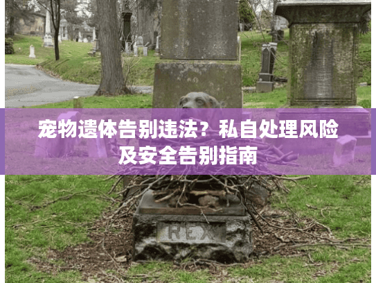 宠物遗体告别违法？私自处理风险及安全告别指南